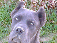 cucciolo cane corso grigio